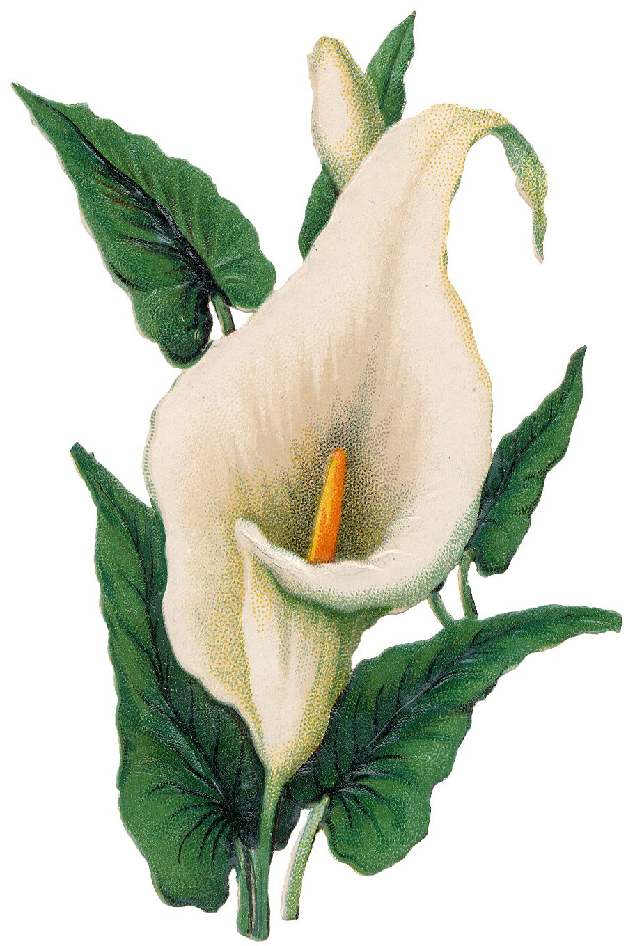 easter lilies free clipart - photo #16